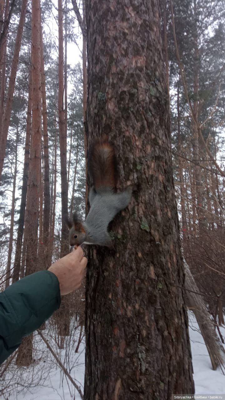 Василёк в лесу — Игровые куклы разных производителей (Разное): редкие бренды