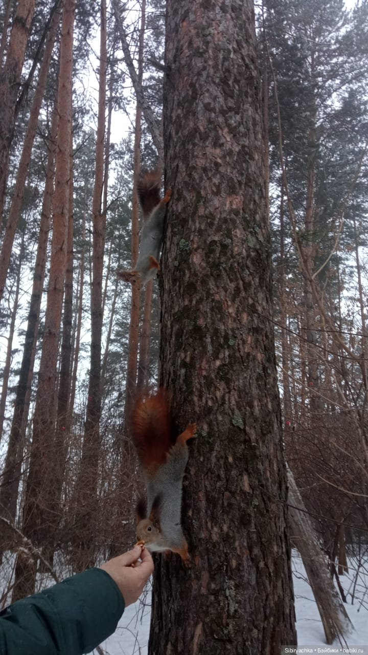Василёк в лесу — Игровые куклы разных производителей (Разное): редкие бренды