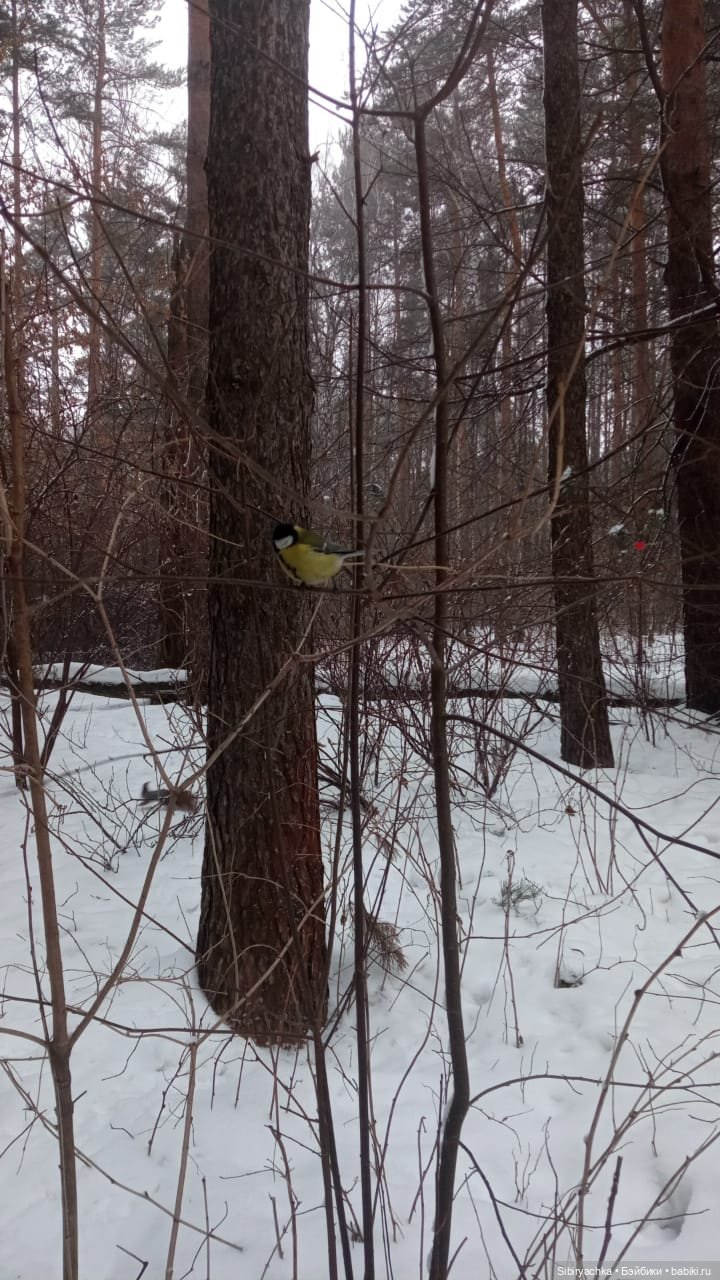 Василёк в лесу — Игровые куклы разных производителей (Разное): редкие бренды