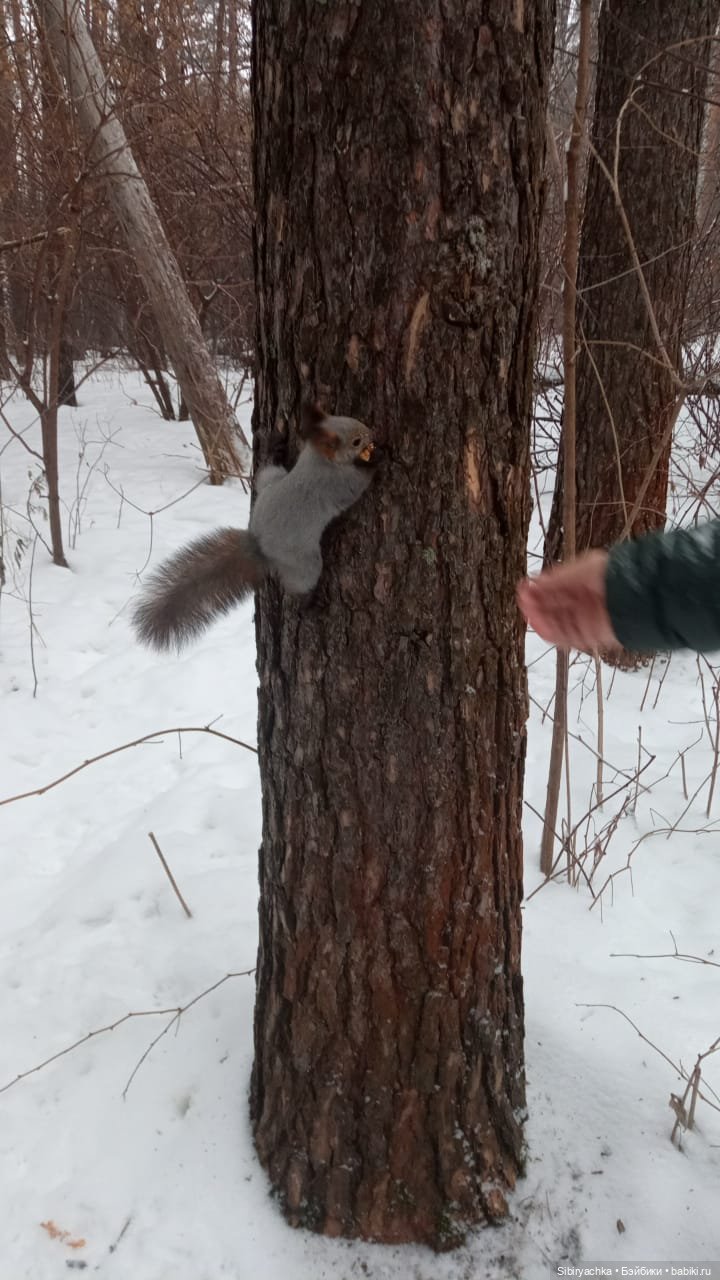 Василёк в лесу — Игровые куклы разных производителей (Разное): редкие бренды (фото 8)