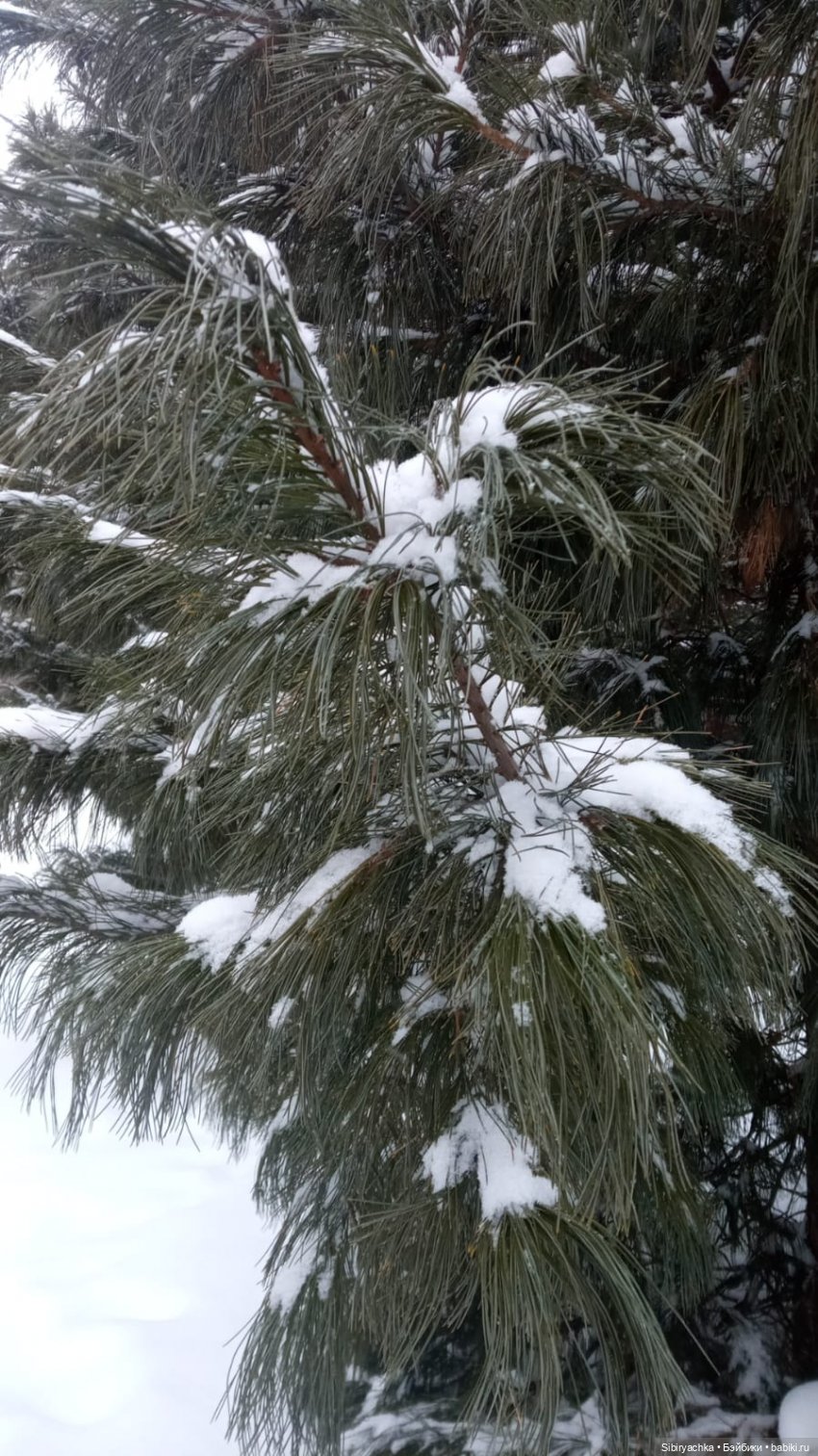 Василёк в лесу — Игровые куклы разных производителей (Разное): редкие бренды
