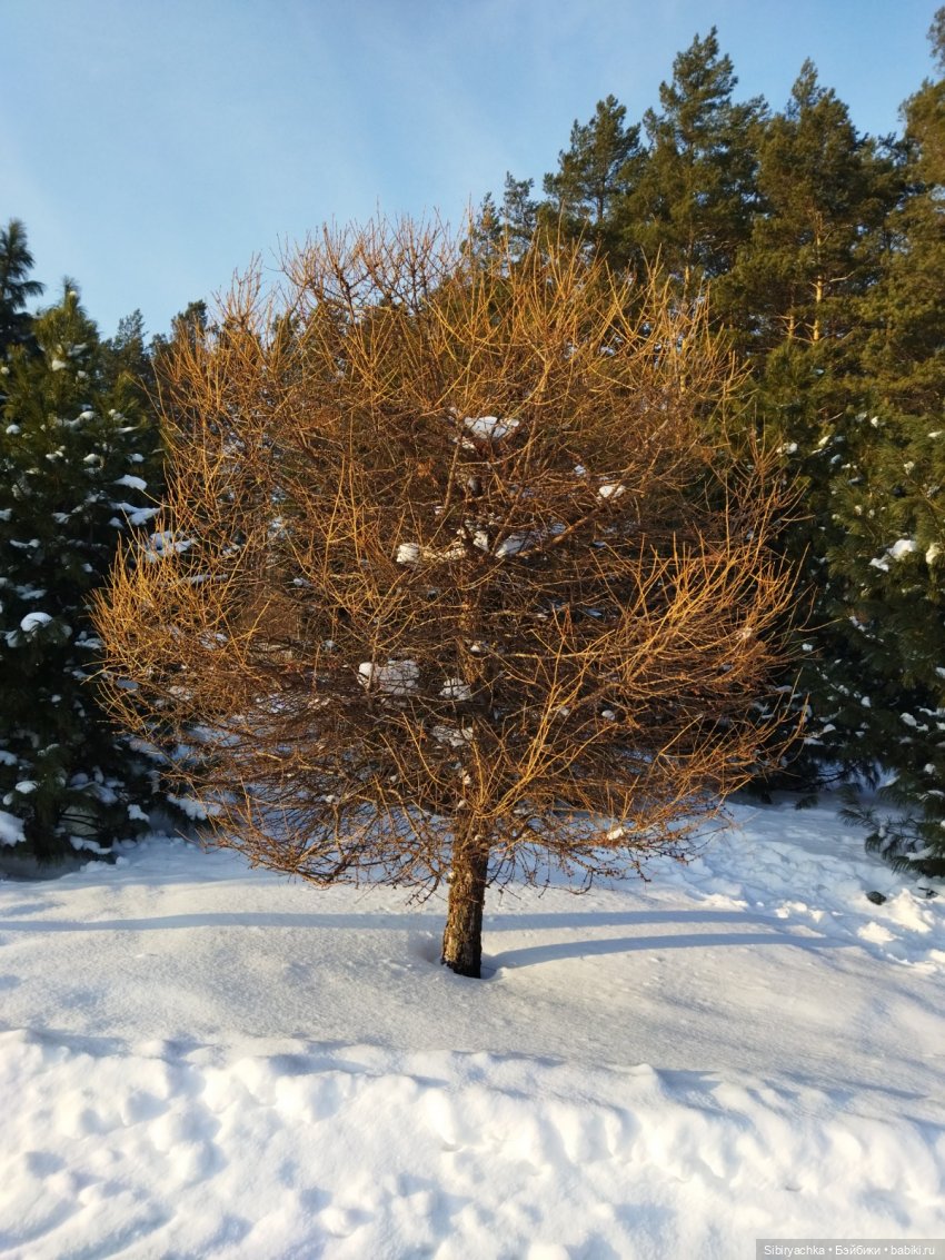 Красота сибирской природы (фото 3)