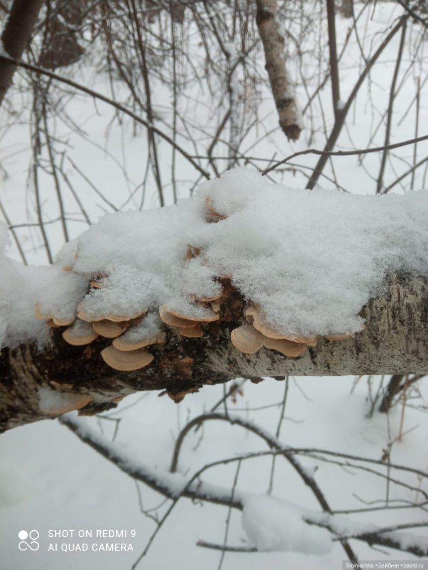 Михаил Потапович, Василёк и Лизонька (фото 3)