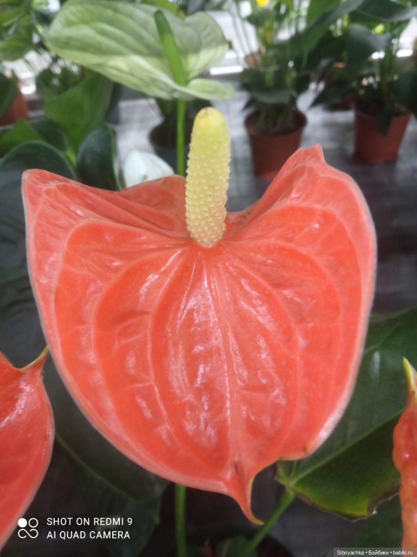 Цветочная сказка посреди зимы (фото 7)