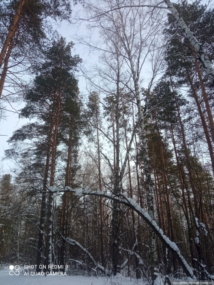 Как близнецы Вася и Тася в лесу гуляли