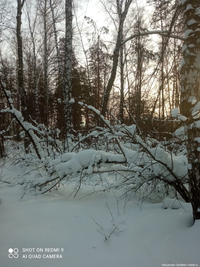Как близнецы Вася и Тася в лесу гуляли