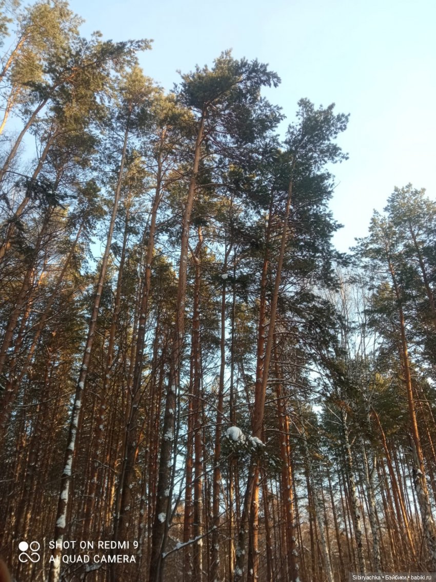 Как близнецы Вася и Тася в лесу гуляли (фото 4)