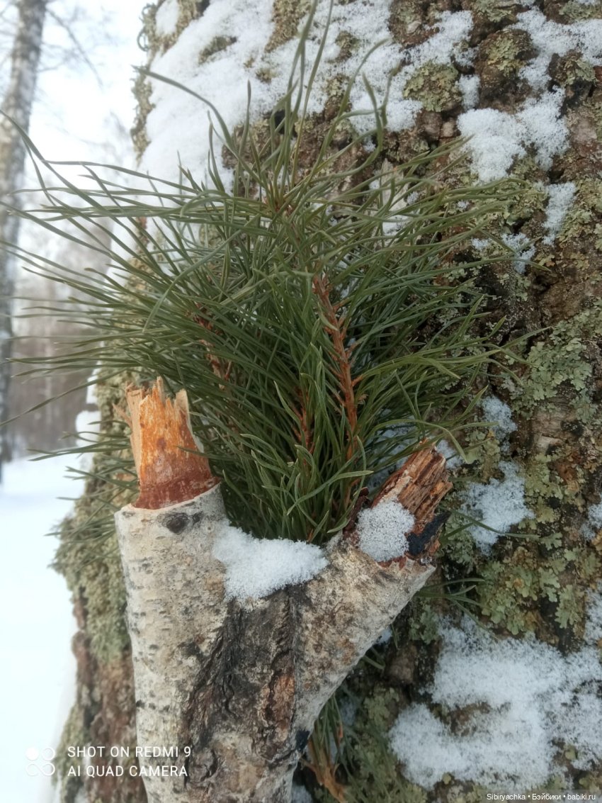 Как близнецы Вася и Тася в лесу гуляли