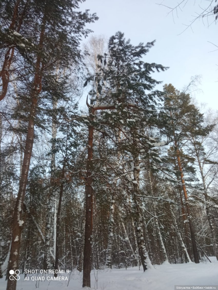 Как близнецы Вася и Тася в лесу гуляли