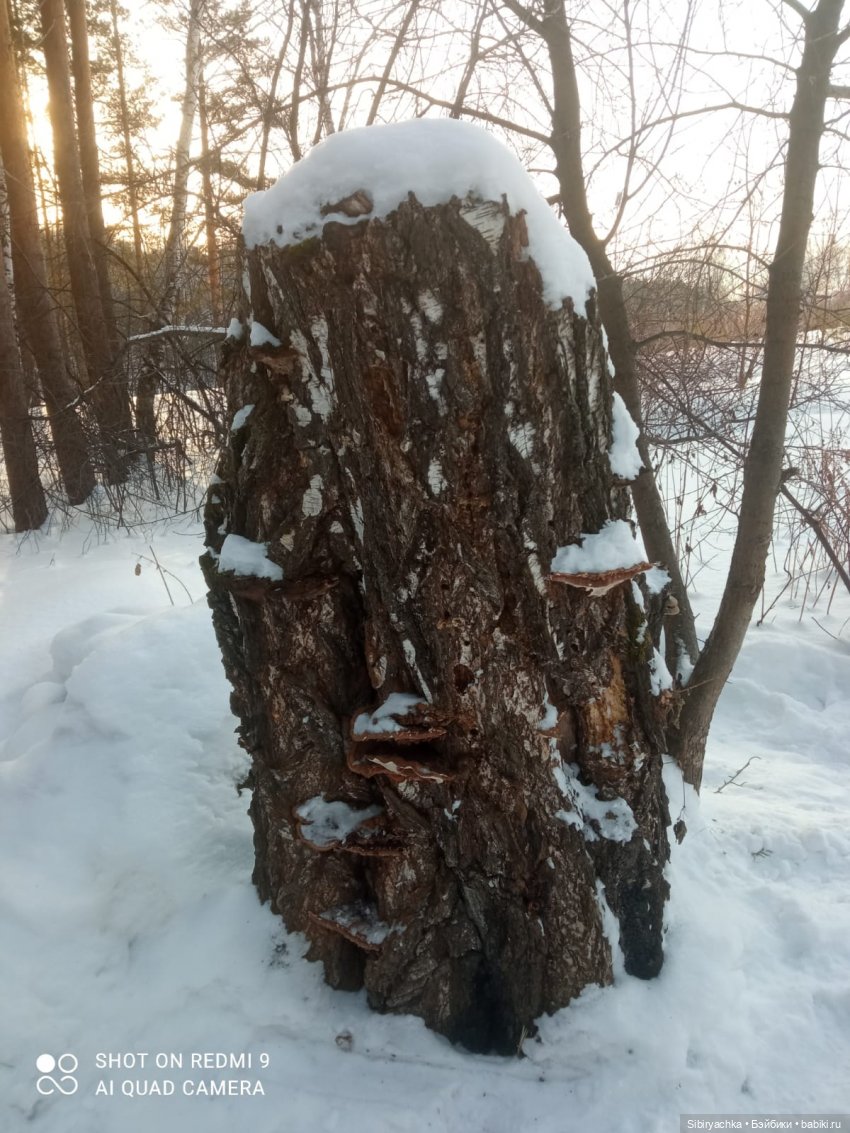 Как близнецы Вася и Тася в лесу гуляли