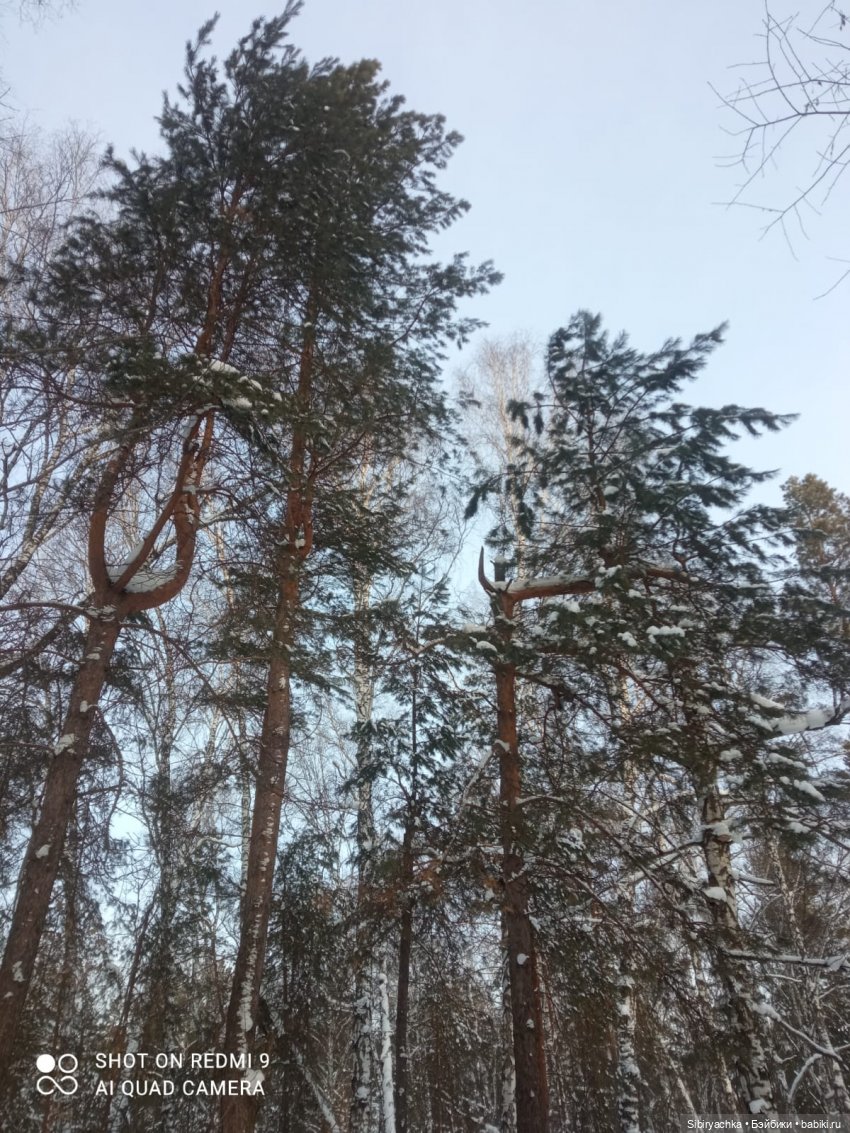 Как близнецы Вася и Тася в лесу гуляли