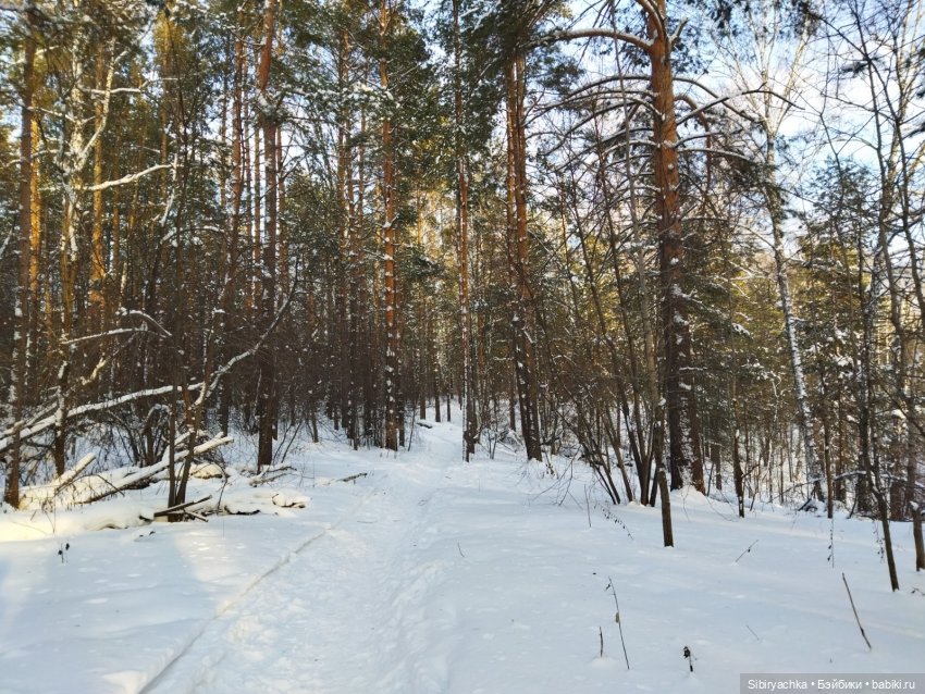 Игра света и тьмы в сибирском лесу (фото 10)