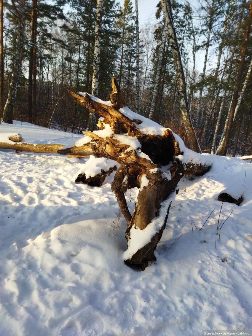 Игра света и тьмы в сибирском лесу (фото 4)