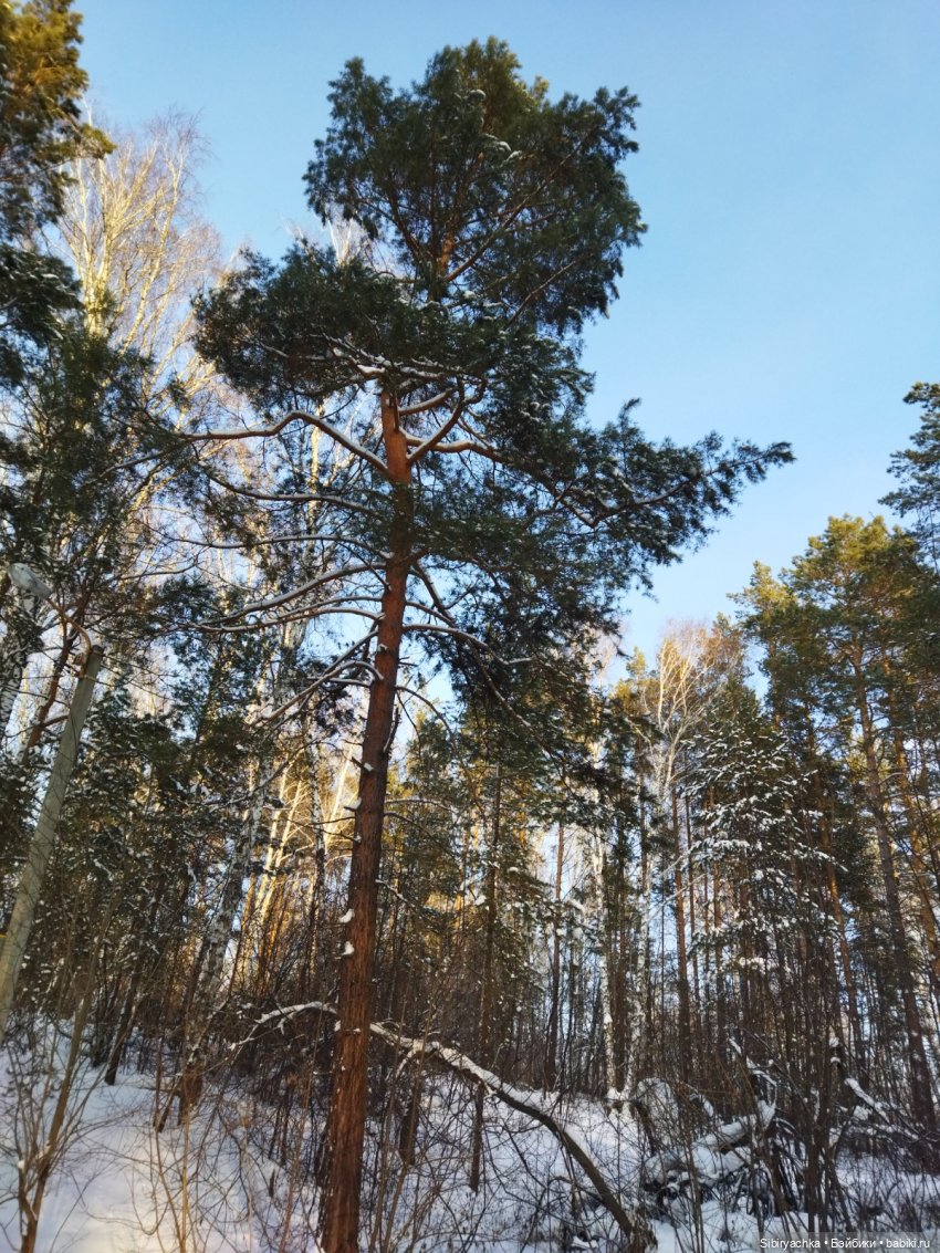 Игра света и тьмы в сибирском лесу (фото 9)