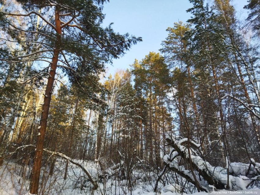 Игра света и тьмы в сибирском лесу (фото 7)