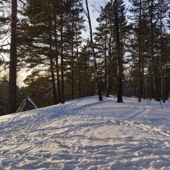 Игра света и тьмы в сибирском лесу.