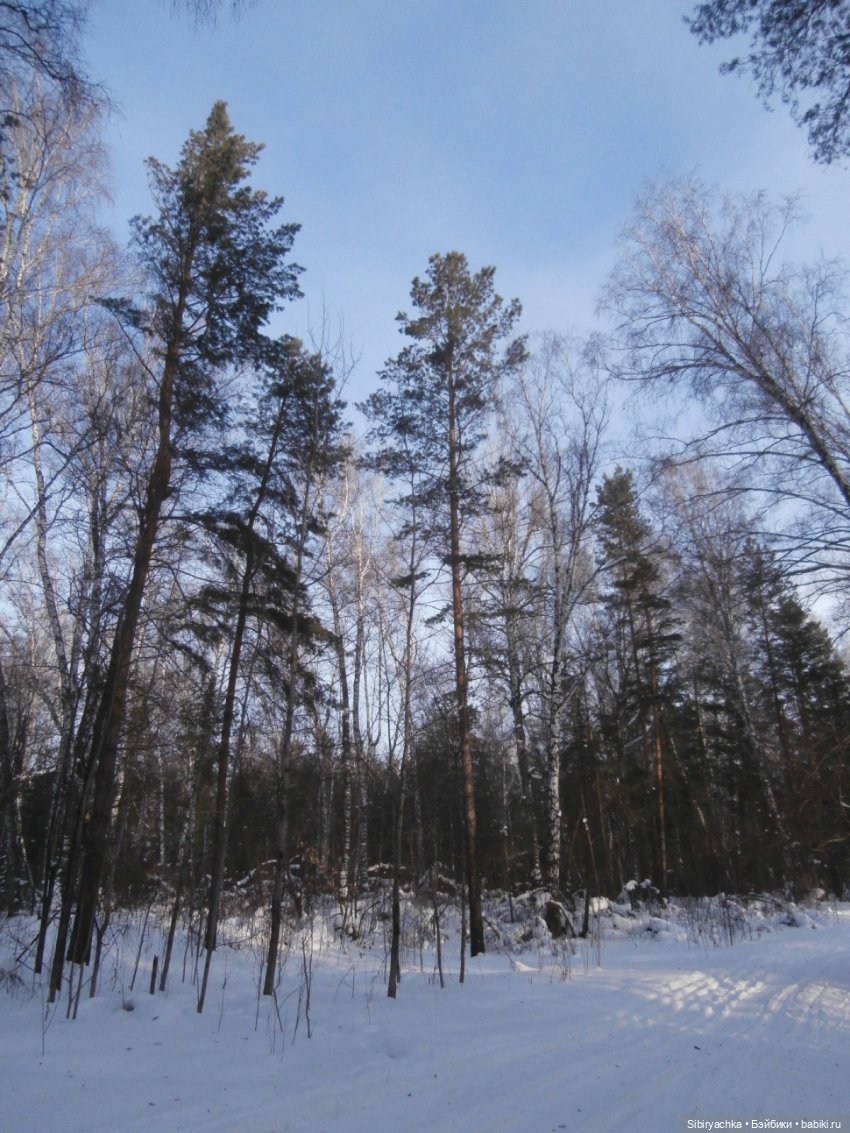 Прогулка Александра и близнецов Васи и Таси в лесу