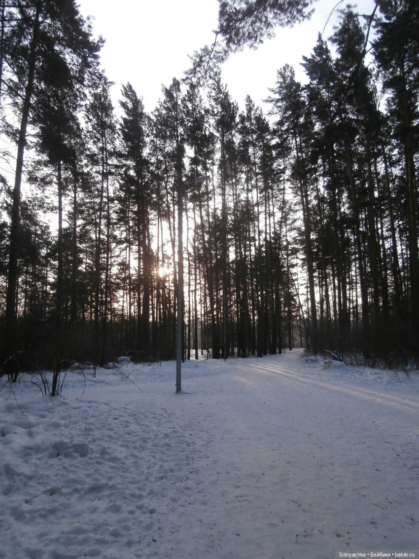 Прогулка Александра и близнецов Васи и Таси в лесу