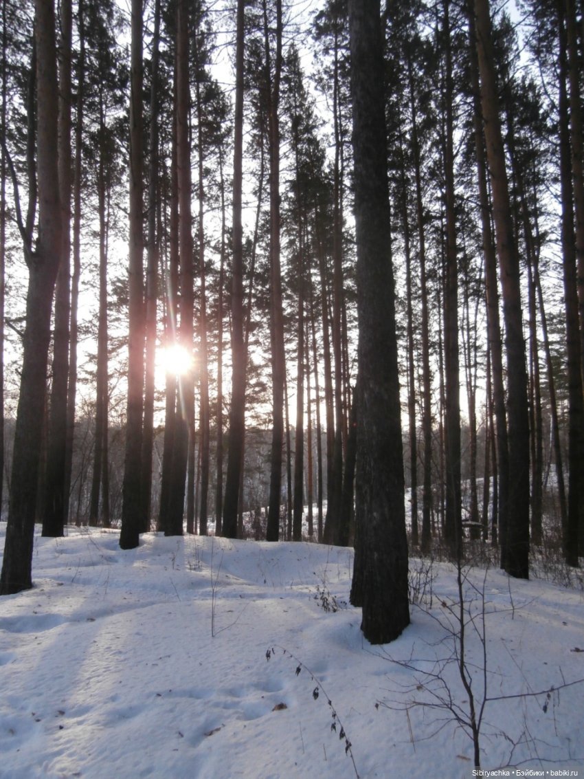 Прогулка Александра и близнецов Васи и Таси в лесу