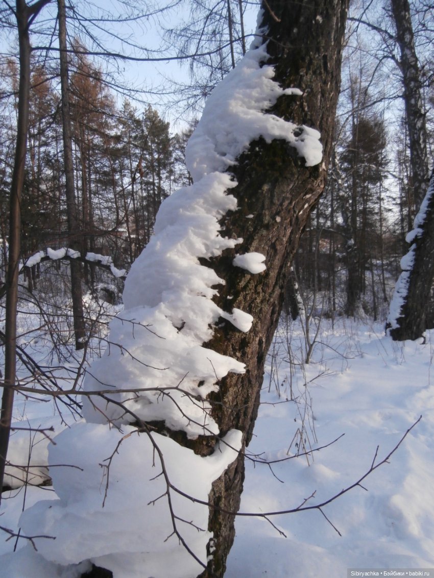 Прогулка Александра и близнецов Васи и Таси в лесу (фото 9)
