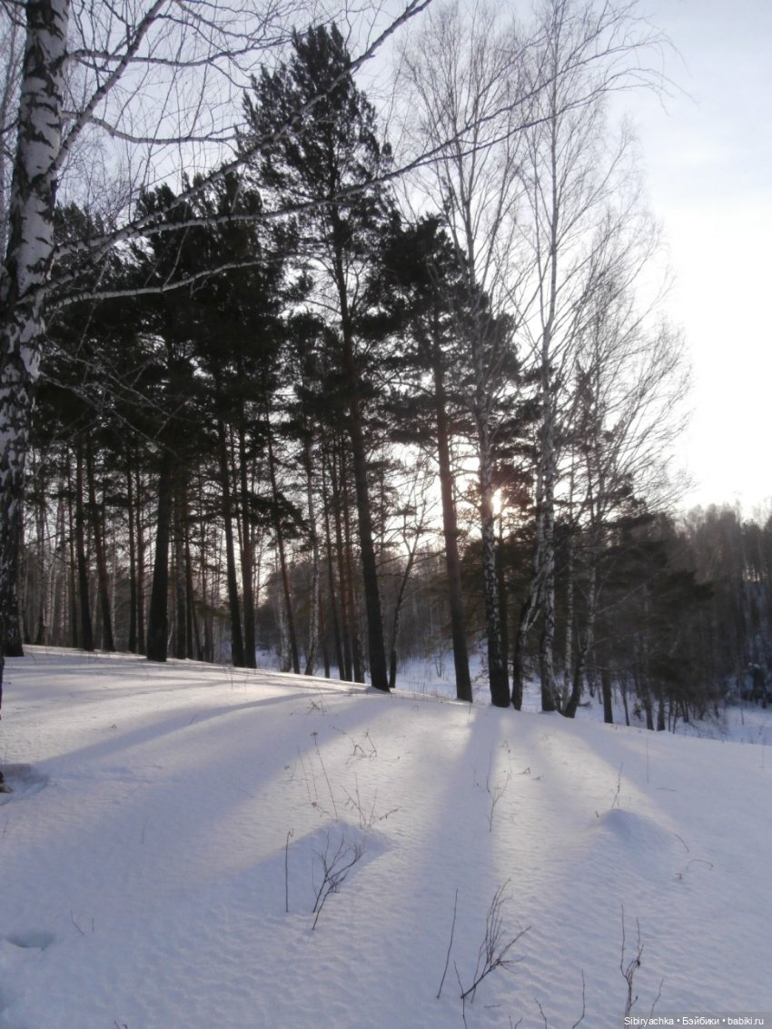 Прогулка Александра и близнецов Васи и Таси в лесу (фото 5)
