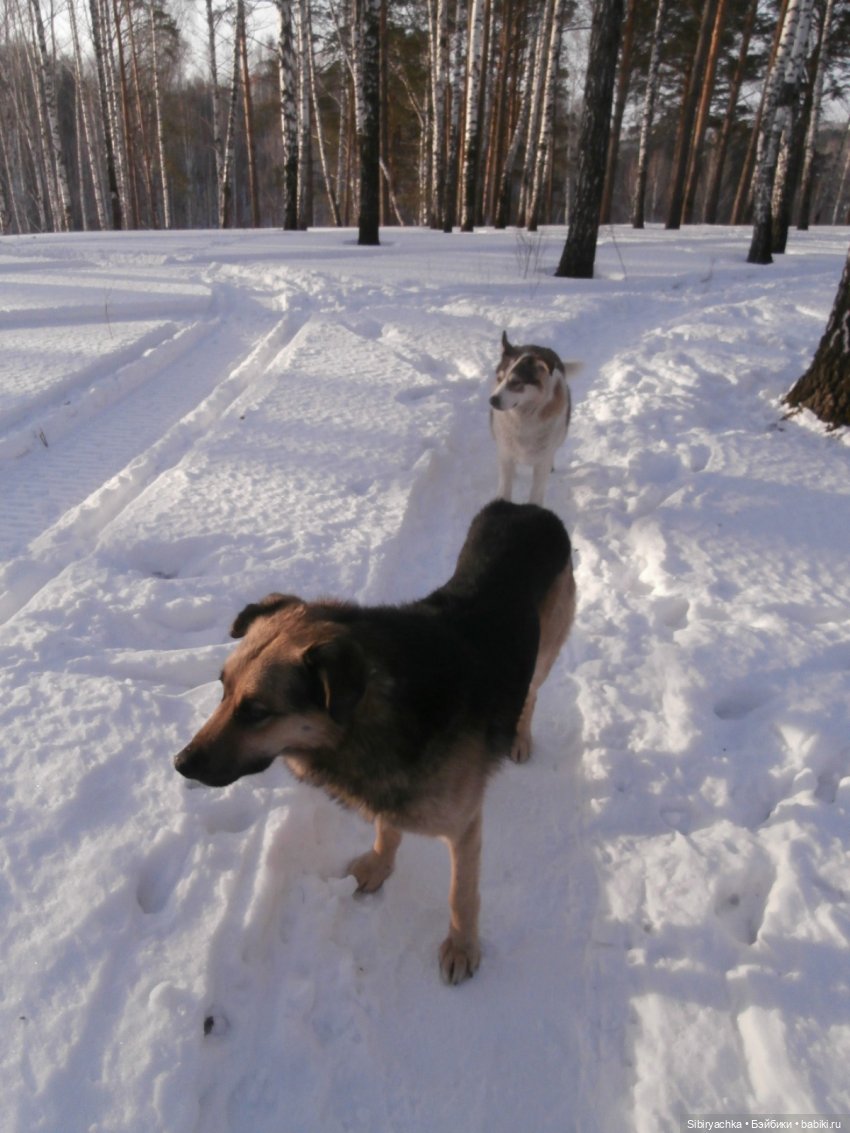 Прогулка Александра и близнецов Васи и Таси в лесу (фото 7)