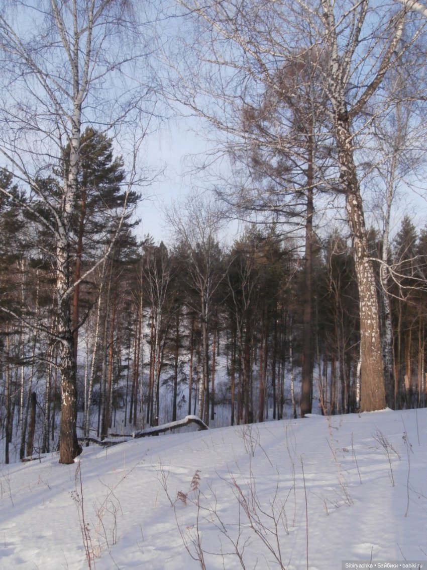 Прогулка Александра и близнецов Васи и Таси в лесу (фото 3)