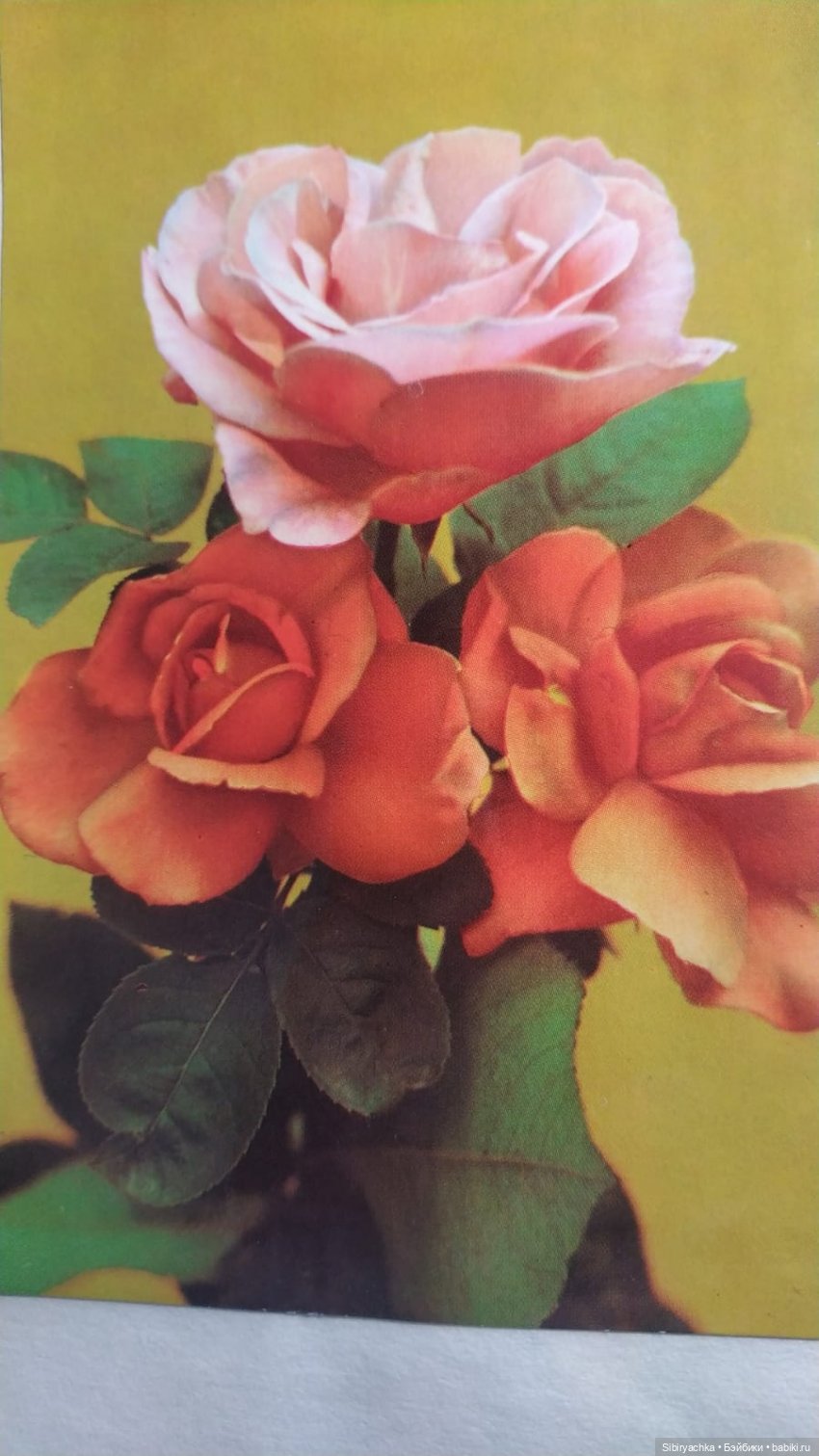 Розы для отличного настроения (фото 8)