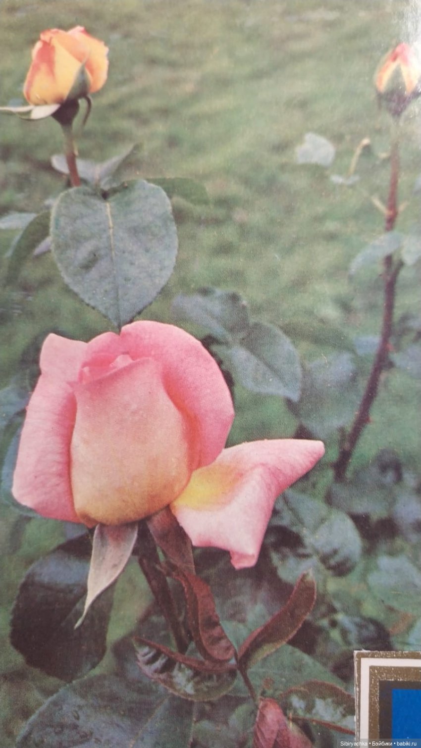 Розы для отличного настроения (фото 7)