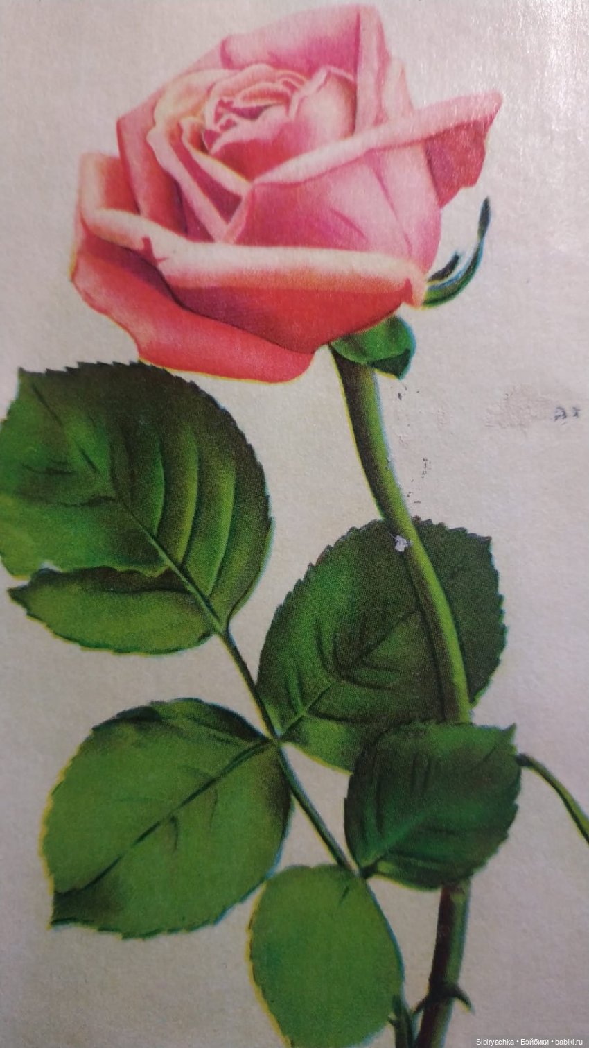 Розы для отличного настроения