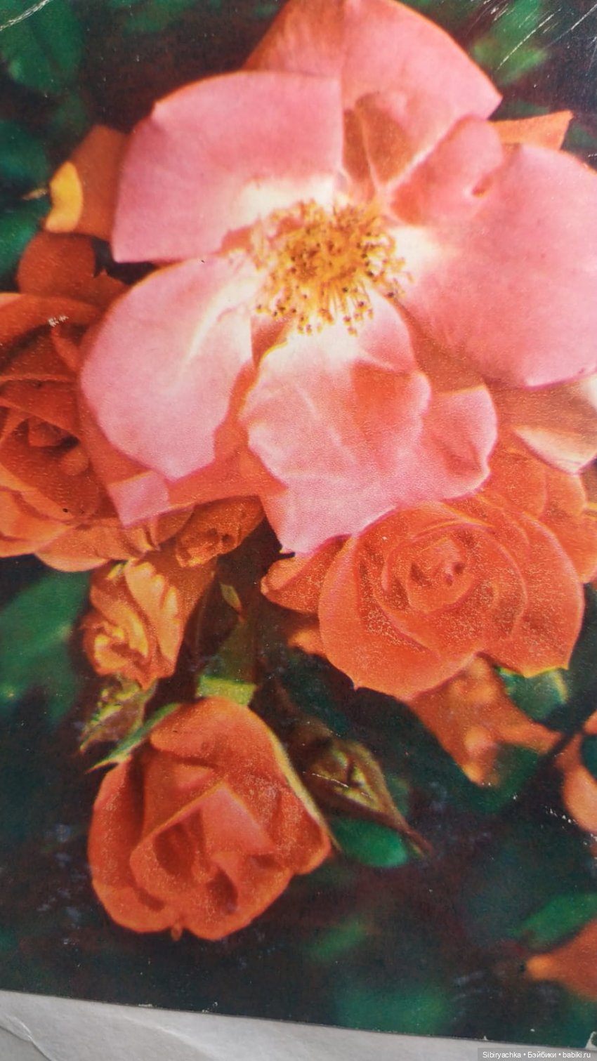 Розы для отличного настроения (фото 3)