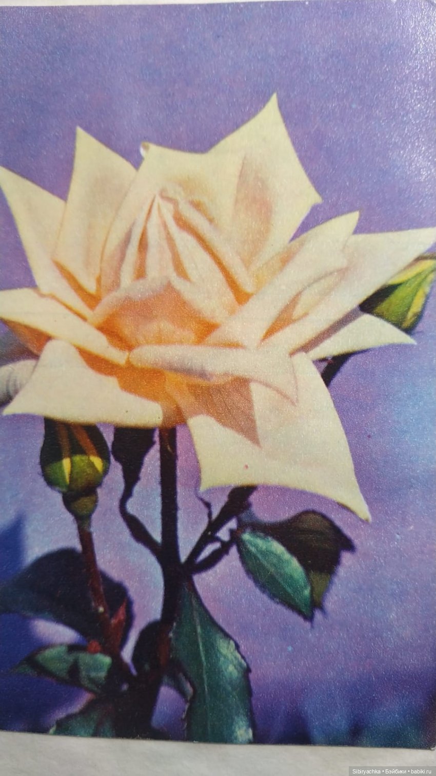 Розы для отличного настроения