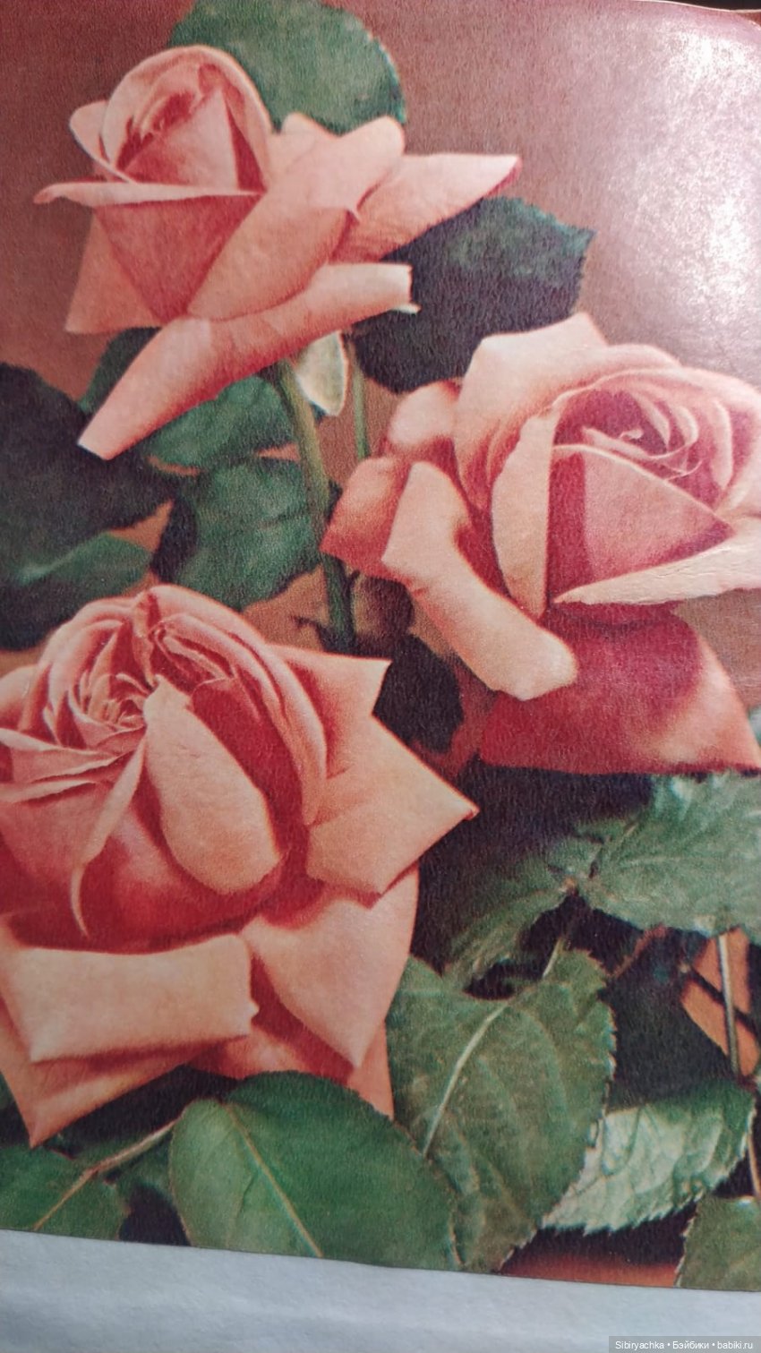 Розы для отличного настроения (фото 10)