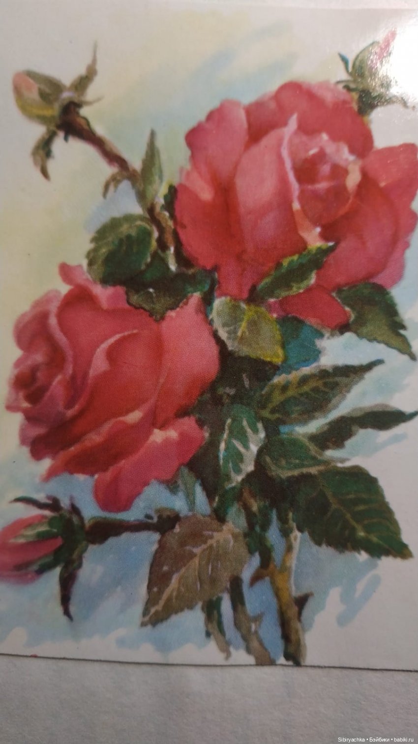 Розы для отличного настроения (фото 5)