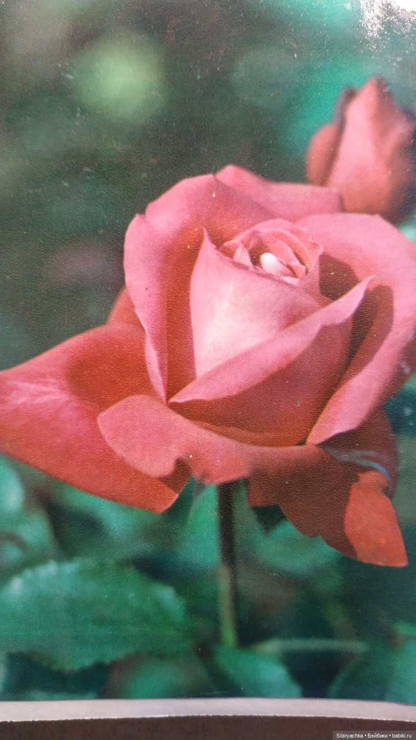 Розы для отличного настроения