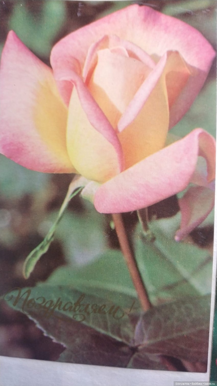 Розы для отличного настроения