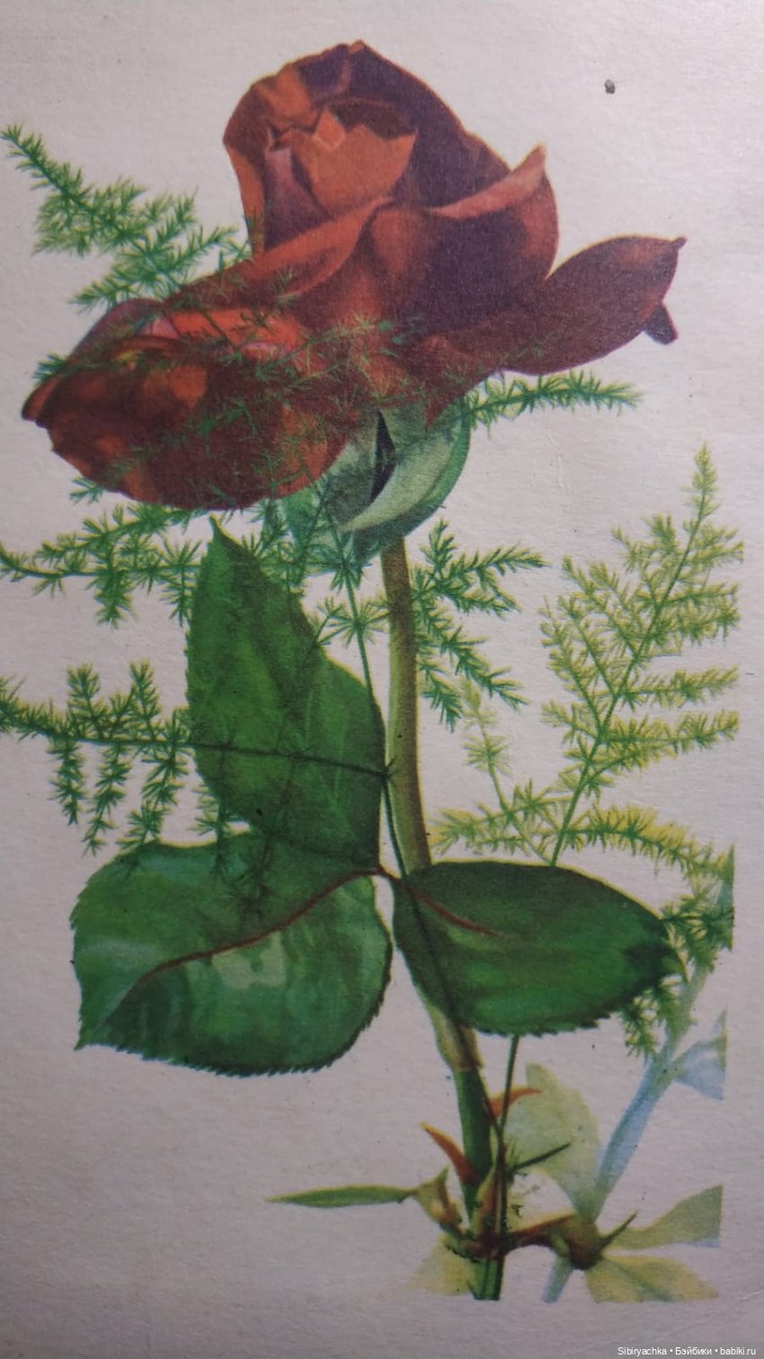 Розы для отличного настроения