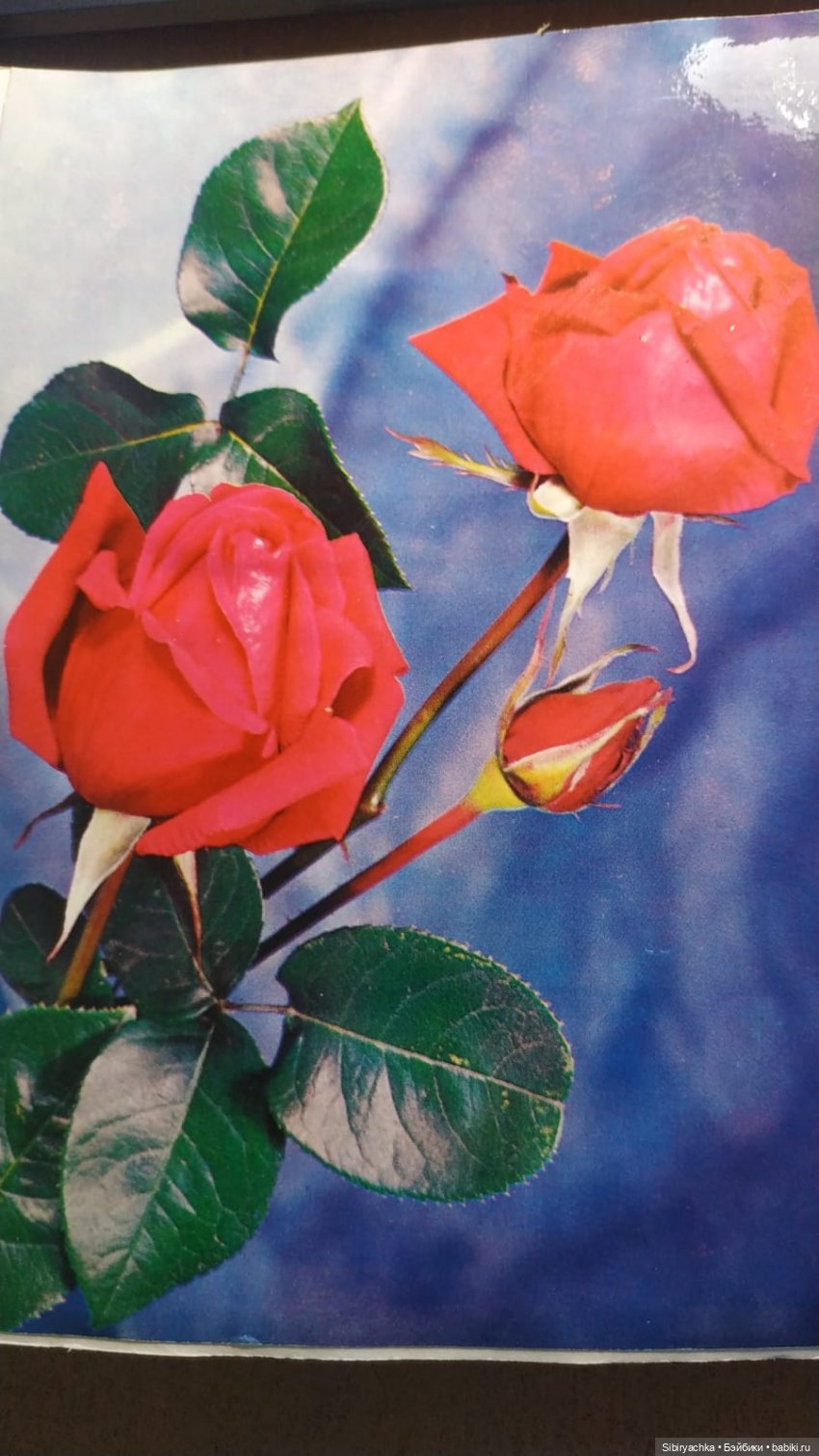 Розы для отличного настроения (фото 2)