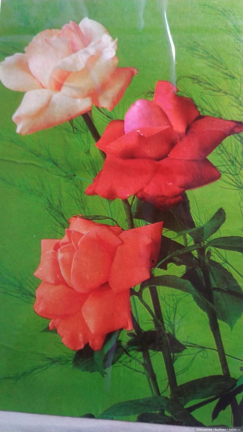 Розы для отличного настроения (фото 9)