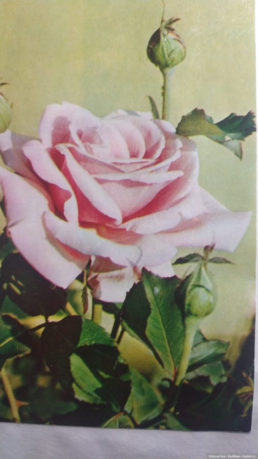 Розы для отличного настроения