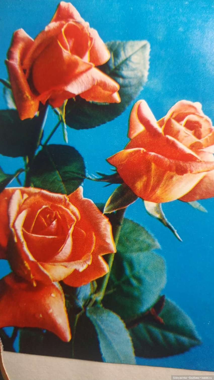 Розы для отличного настроения