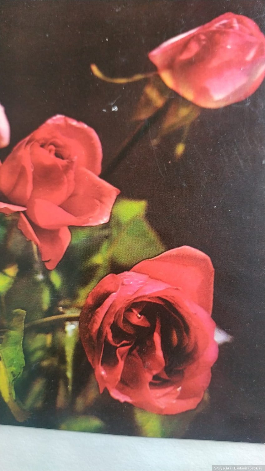 Розы для отличного настроения