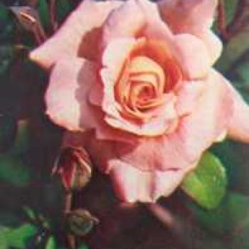 Розы для отличного настроения.