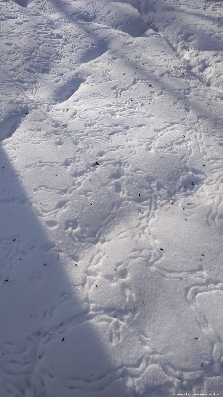 Близнецы Вася и Тася на прогулке в лесу