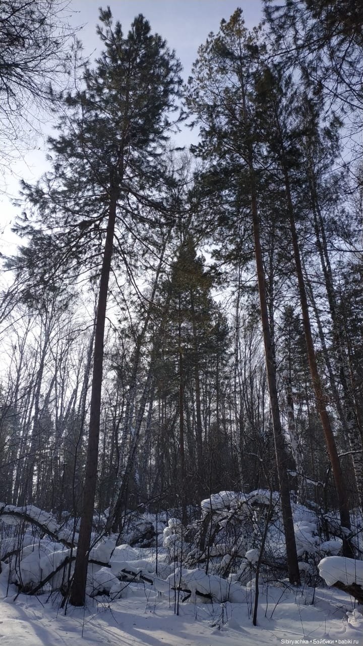Близнецы Вася и Тася на прогулке в лесу