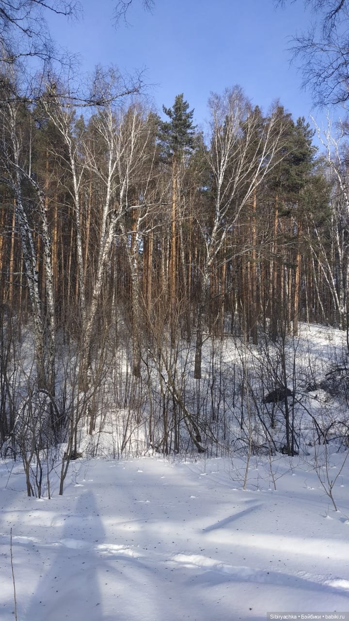 Близнецы Вася и Тася на прогулке в лесу (фото 3)
