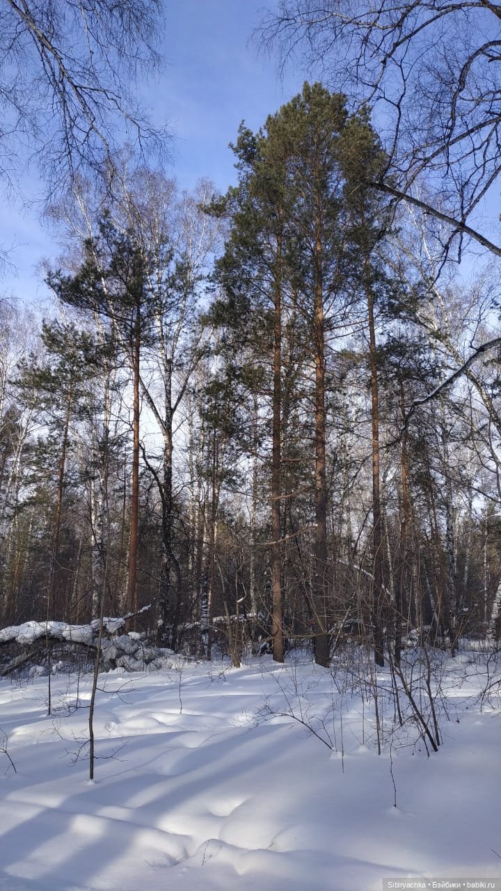 Близнецы Вася и Тася на прогулке в лесу