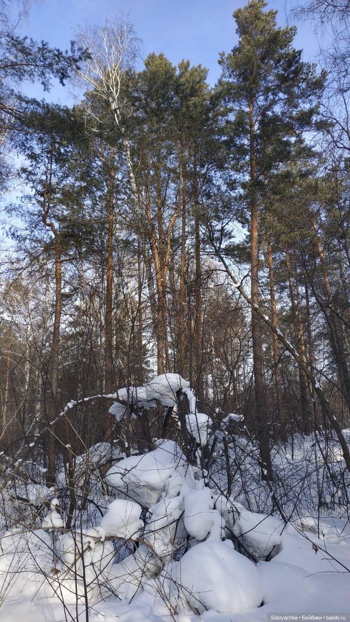 Близнецы Вася и Тася на прогулке в лесу (фото 9)