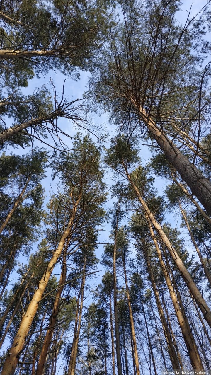 Близнецы Вася и Тася на прогулке в лесу