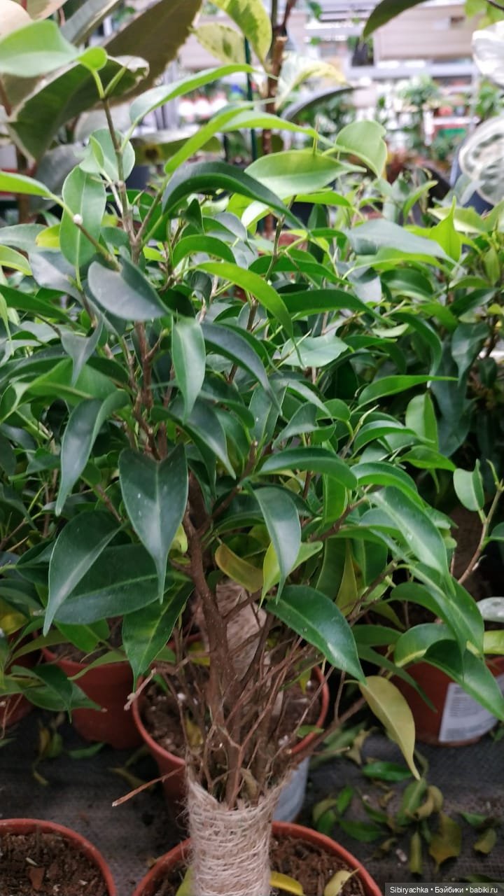 Глаша в цветочном отделе — Игровые куклы разных производителей (Разное): редкие бренды